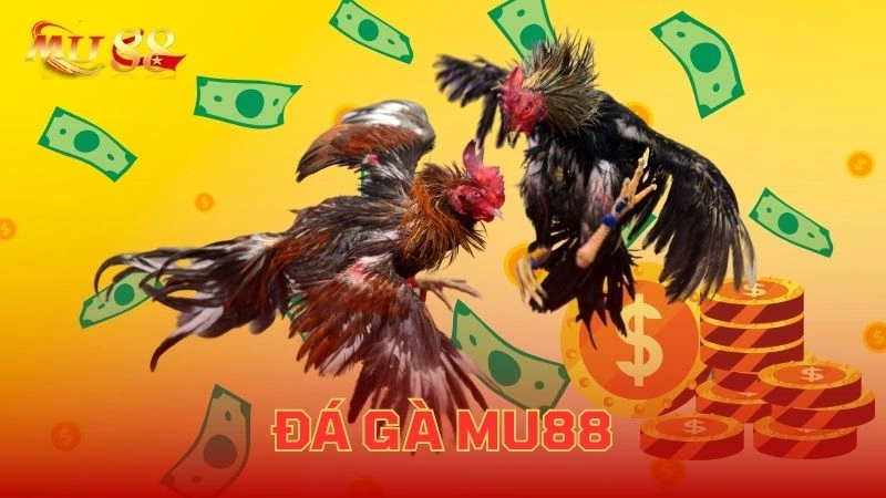 Giới thiệu sảnh đá gà tại VVVWIN với các trận đấu trực tiếp và tỷ lệ cược hấp dẫn