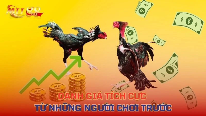 Ưu điểm nổi bật của đá gà VVVWIN – nhiều trận, live full HD, tỷ lệ cao